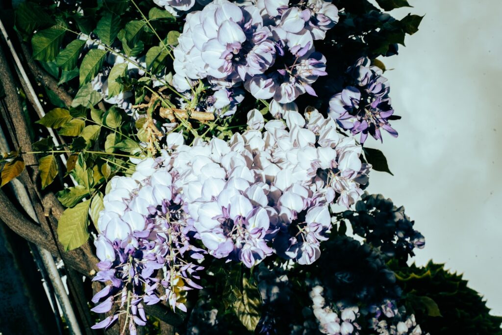 Clusters of delicate purple and white wisteria flowers