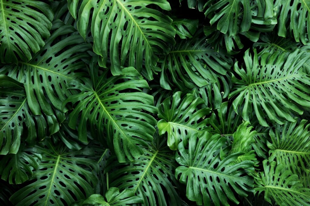 Monstera leaves in Hawai’i