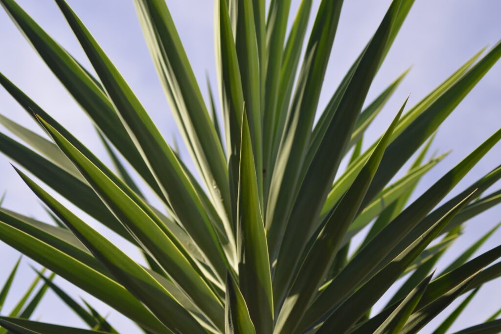 green palm plant during daytime