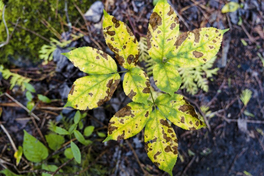 Close Up of Spotted Leaves on a Plant in the Forest - A plant with green leaves with yellow and brown spots grows in a forest floor covered with decaying leaves and twigs. The leaves are likely affected by a fungal disease or other environmental factors.
