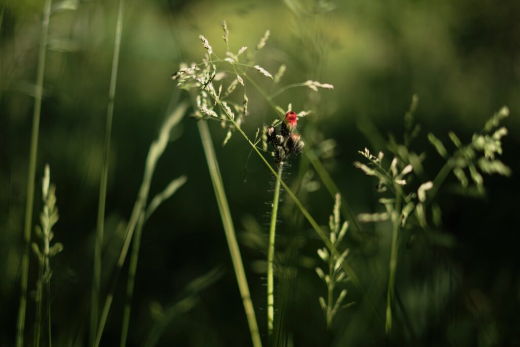 a small red bird sitting on top of a green plant