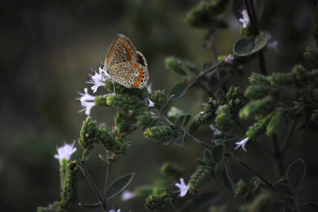 Common Blue butterfly on Marjoram