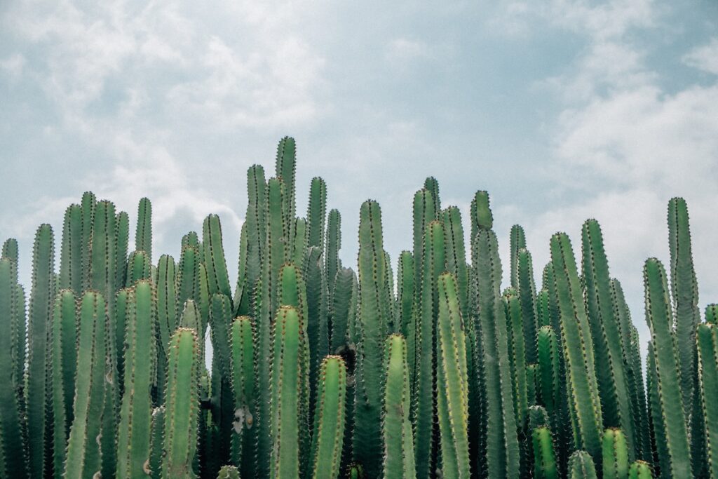 A crowd of Cactus