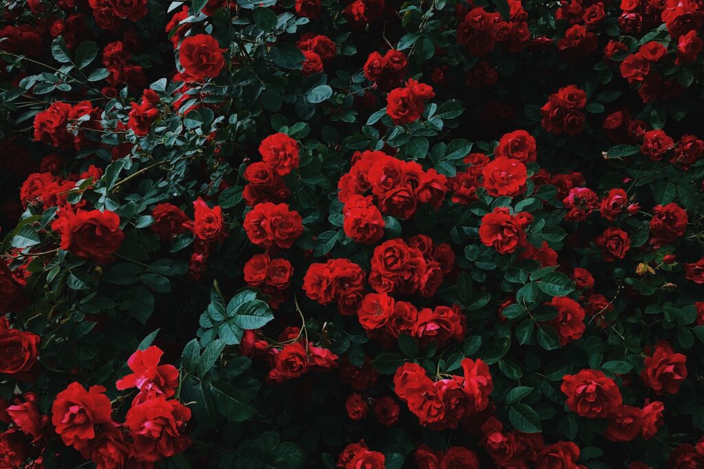 bed of red roses in bloom