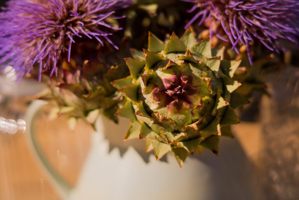 Cardoon - artichoke thistle