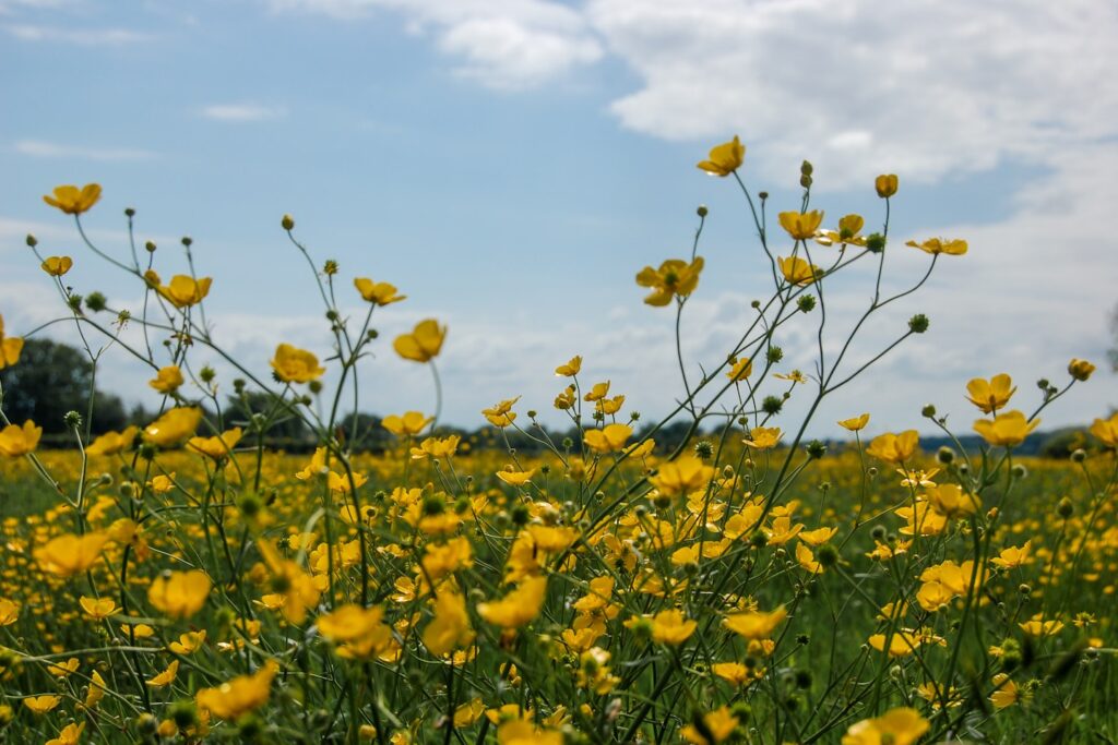 7/7 of 'Bees and Buttercups': A field of buttercups.