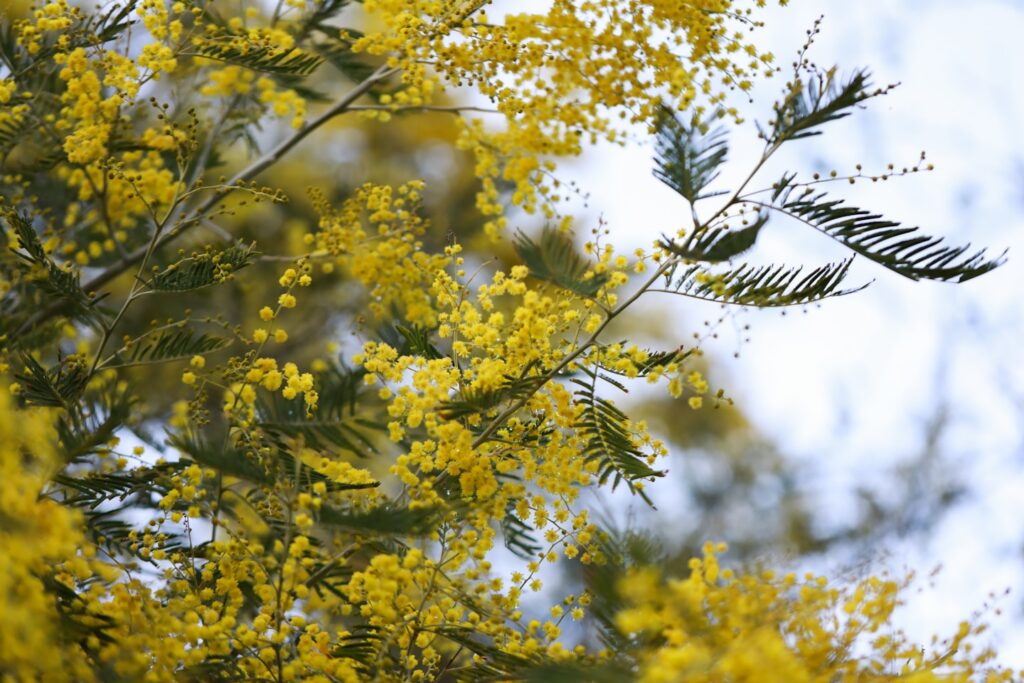 yellow leaves in tilt shift lens