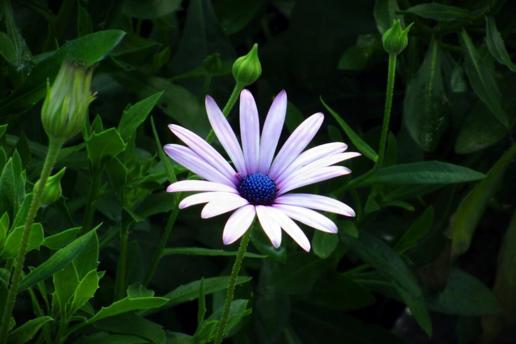 pink petaled flowers