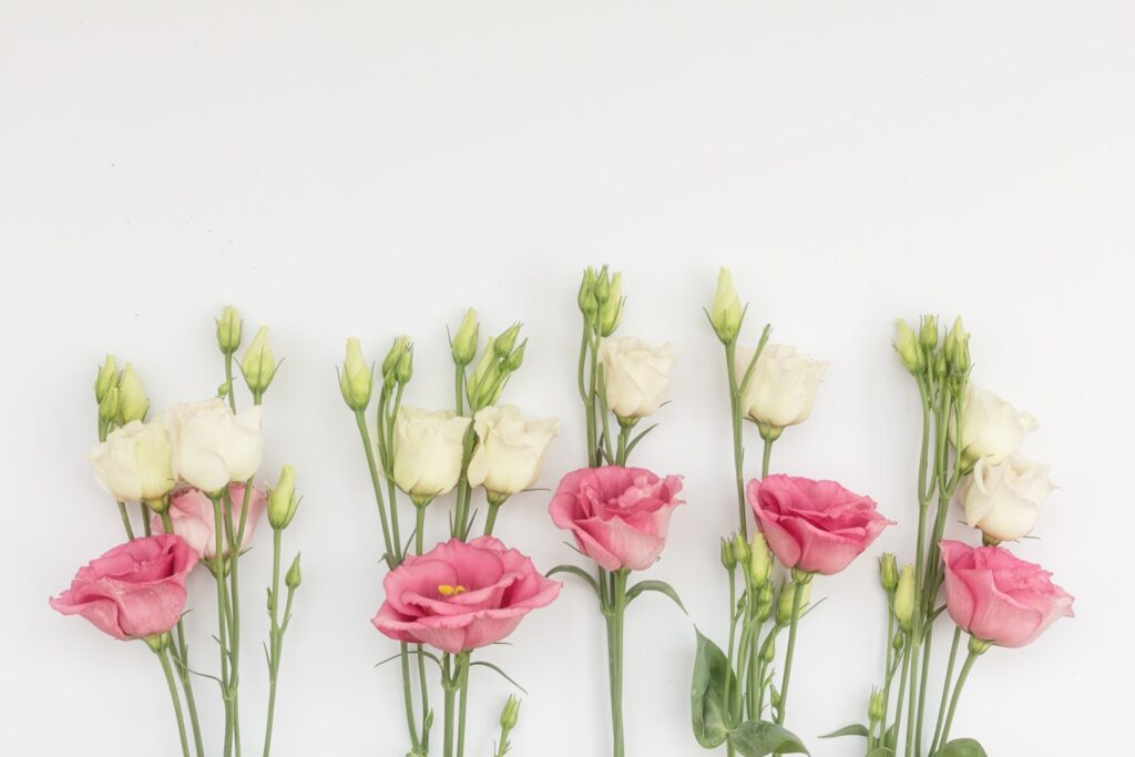 Flat lay, pink and white, Lisianthus flowers set against a white background with negative space above.