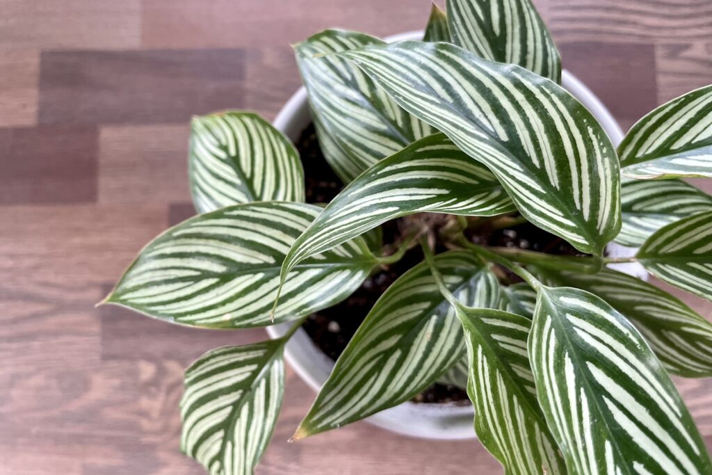 a plant with leaves