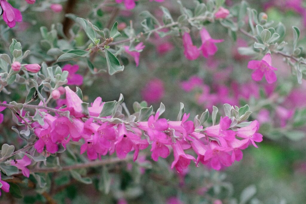 Vibrant pink bell flowers bloom on silvery-green branches.