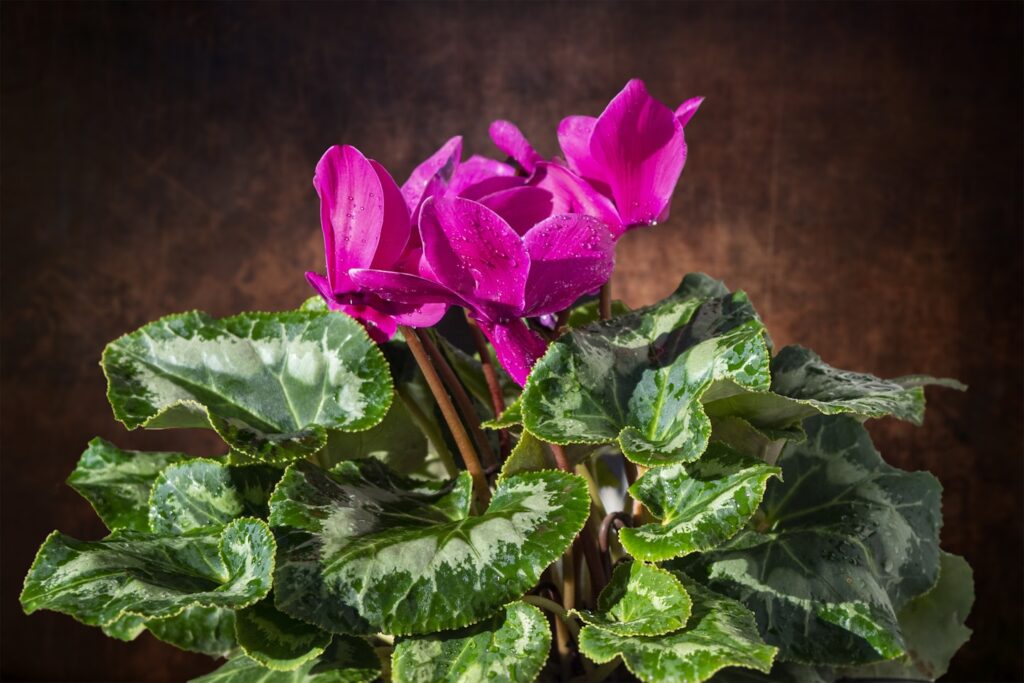 flor ornamental