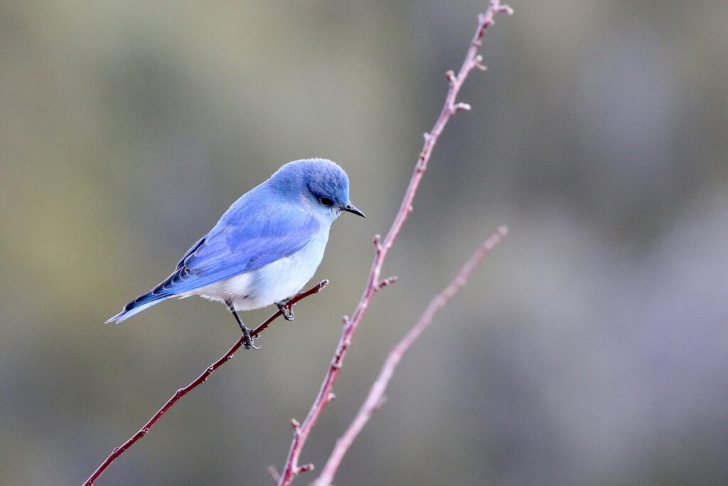 Living in the high desert near Santa Fe, New Mexico, winters can be cold and dry. There’s not much water for the birds and, when they find water, its often frozen. We have a heated birdbath and birds flock to it all day. This mountain bluebird is watching from a nearby tree and waiting for an opening to get in and drink.