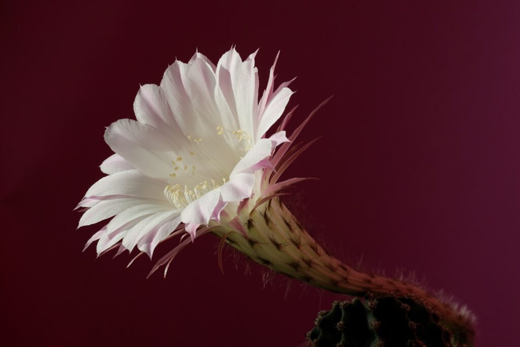 Ode to a flower