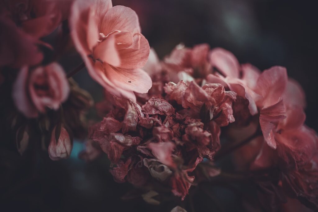 I found this potted flower in convenience store. I came closer ,took a picture and forgot about it. But when I took a look in my computer I saw something I did’t expected .I saw powerful beauty in discounted flower.