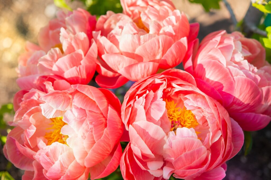 Peonies,flowers,peony,bouquet,fresh picked,garden flowers,blooming.