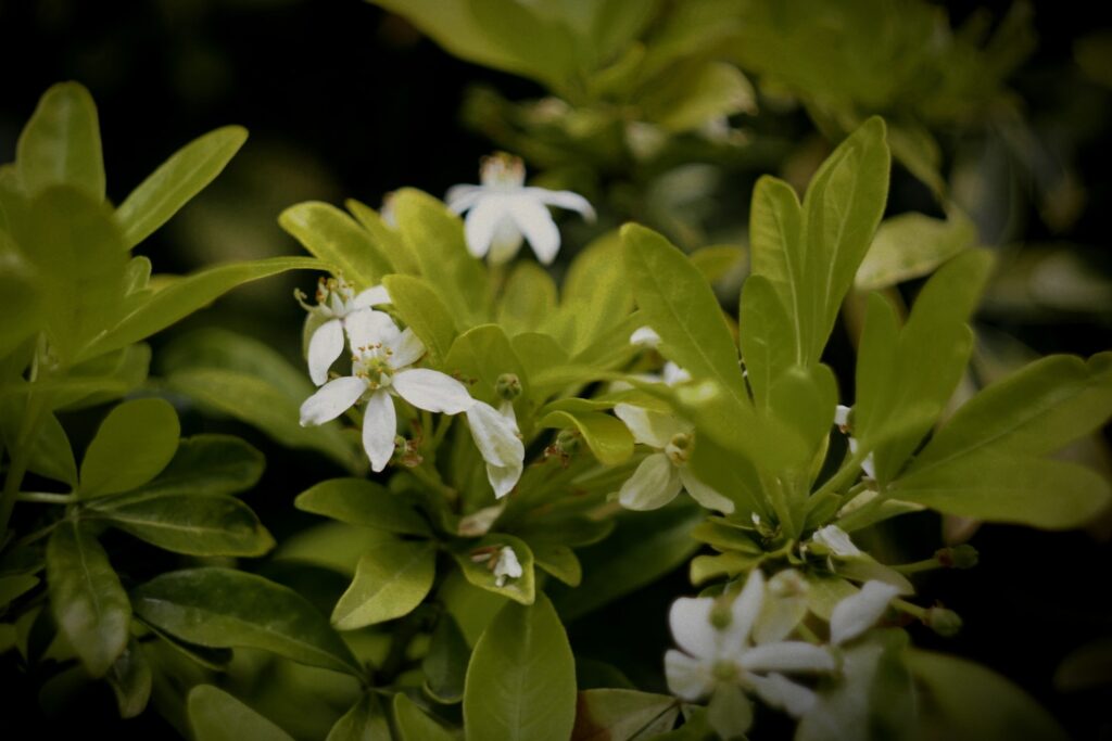 Mexican orange tree flowers (Choisya Ternata). Shot with a vintage lens!