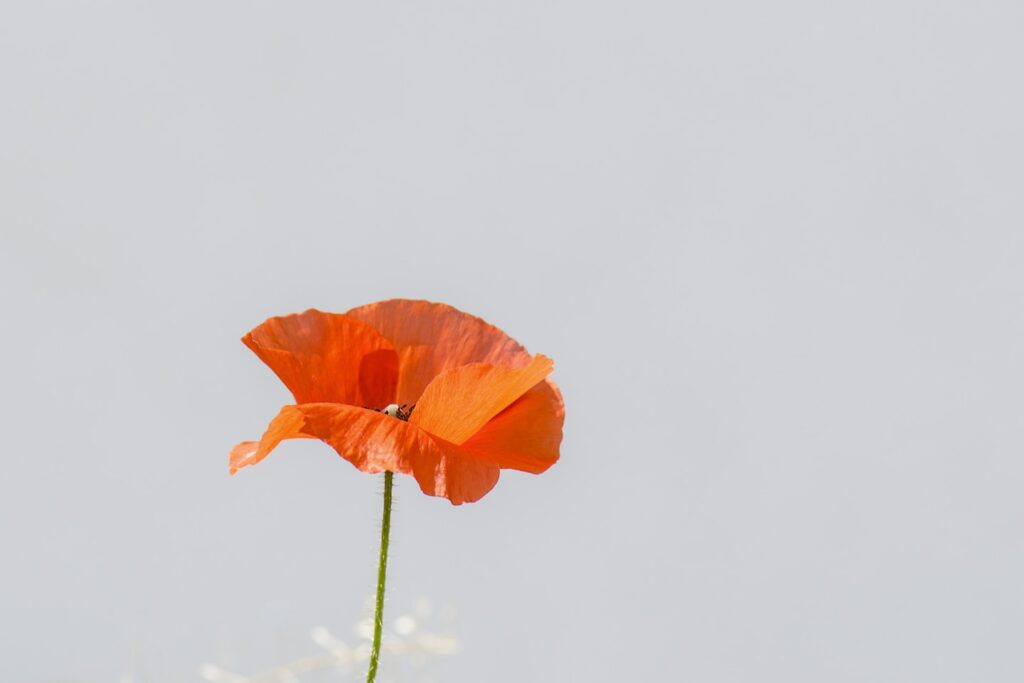 Poppy