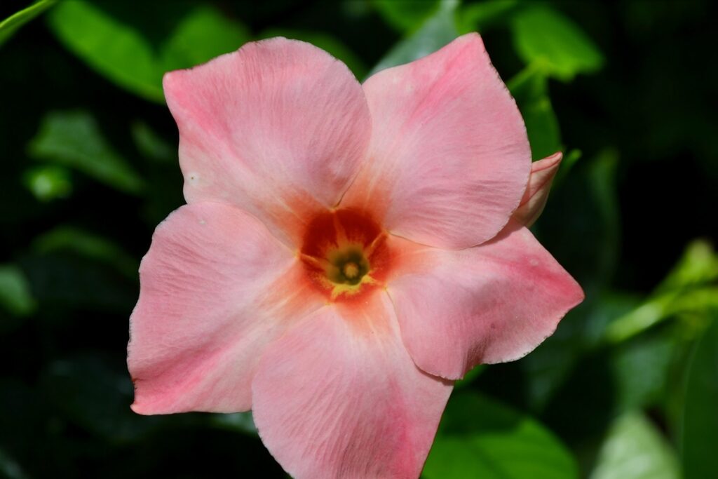 Pink flower with orange center and green foliage.