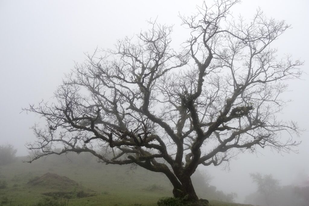 wilted tree during daytime