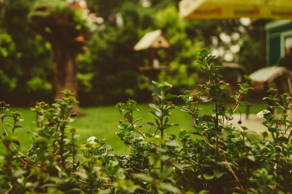 Flowering garden bushes