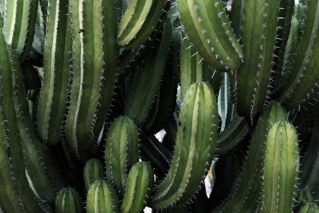 There is a park in Barcelona where the only plants are cacti. It’s a fascinating place.