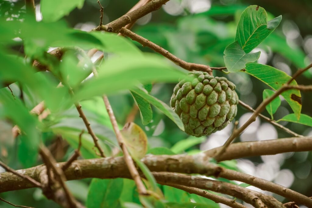 Fresh sugar apple or Custard apple growing almost ripe on tree in the back garden at Indonesia. Tropical fruit custard apple on nature green background.